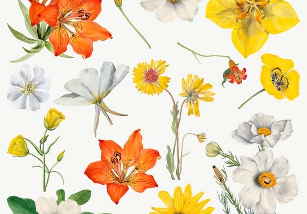 Vector Bộ minh họa hoa nở bằng tay, phối lại từ các tác phẩm nghệ thuật của mary vaux walcott