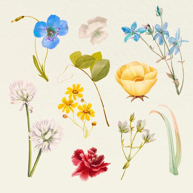Vector Bộ minh họa tên hoa mùa hè cổ điển, phối lại từ các tác phẩm nghệ thuật thuộc phạm vi công cộng