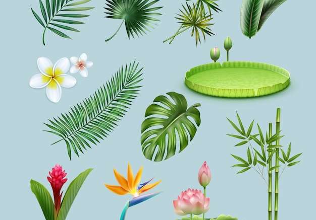 Vector Bộ vector về thực vật nhiệt đới: lá cọ, monstera, bông súng amazon khổng lồ, thân tre, chim thiên đường, hoa gừng đỏ và hoa mận bị cô lập trên nền