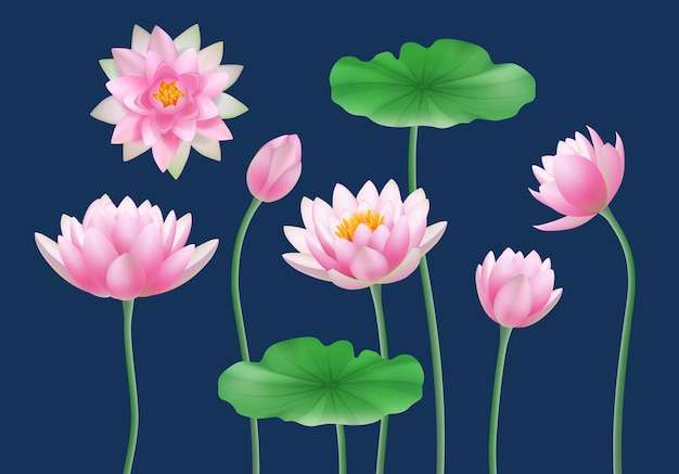 Vector Búp sen thực tế. thiên nhiên màu hoa yoga biểu tượng minh họa véc tơ đàng hoàng thiết lập. thực vật cánh hoa nụ sen, hoa thực vật học màu hồng