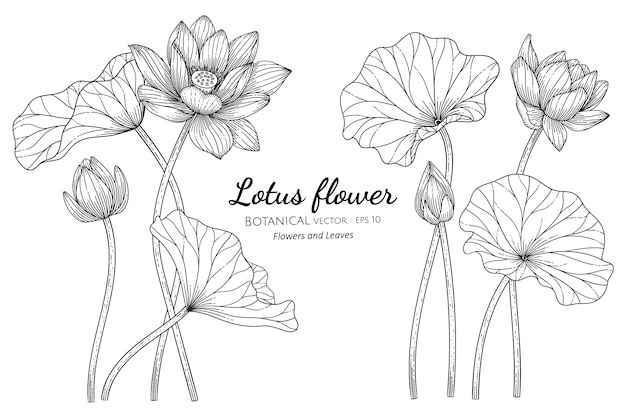 Vector Hoa sen và lá vẽ tay minh họa thực vật với nghệ thuật vẽ đường trên nền trắng