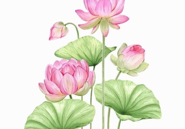 Vector Hoa và lá sen hồng. thành phần minh họa màu nước với hoa sen. hoa súng trung quốc