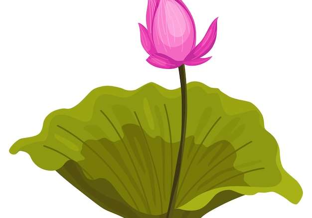 Vector Thân và lá hoa sen màu hồng cho quảng cáo hoặc lời mời nụ hoa mở ra một cây thủy sinh thiết kế 3d đối tượng bị cô lập cho thiết kế