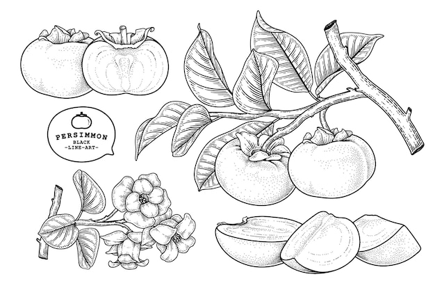 Hình ảnh vector Bộ quả hồng fuyu vẽ tay các yếu tố minh họa thực vật