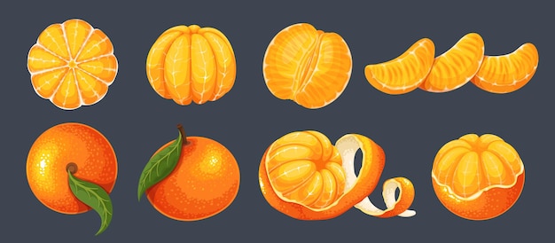 Hình ảnh vector Bộ quả quýt nguyên quả vỏ xoắn ngọt và lát clementine với lá