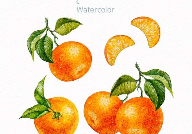 Hình ảnh vector Bộ quýt màu nước
