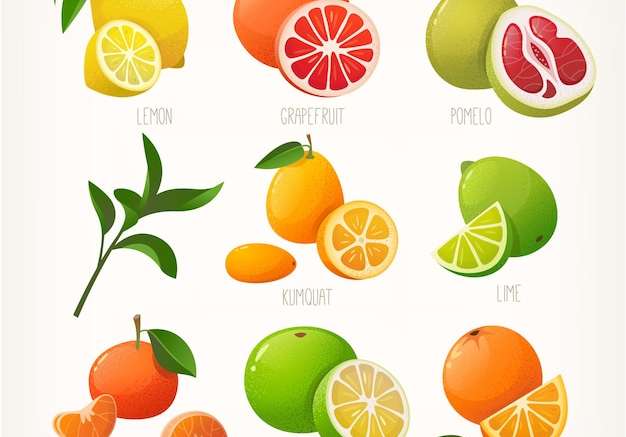 Hình ảnh vector Bộ sưu tập các hình minh họa đầy màu sắc về trái cây họ cam quýt nguyên trái với một lát sản phẩm hữu cơ phổ biến