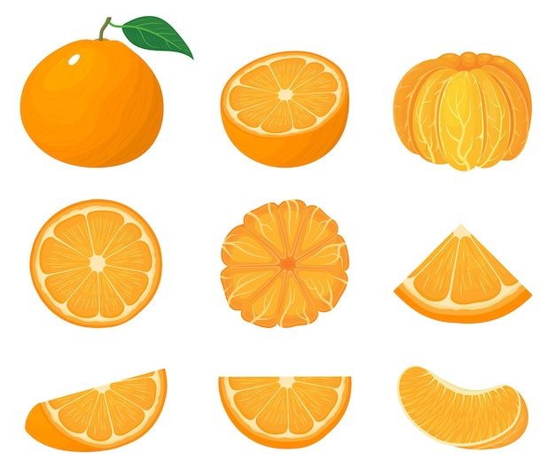 Hình ảnh vector Đặt toàn bộ, một nửa và cắt trái cây quýt hoặc quýt tươi bị cô lập trên nền trắng.