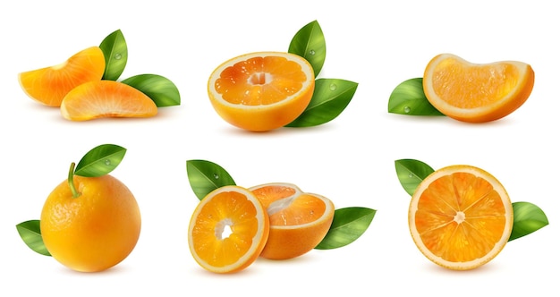 Hình ảnh vector Màu cam với bộ lá