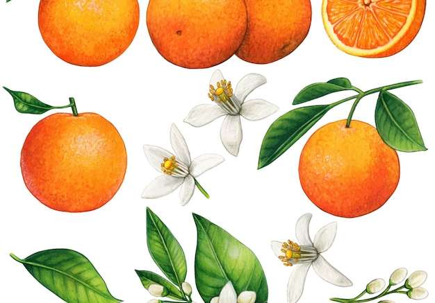 Hình ảnh vector Màu nước vẽ tay cam và hoa cam thực tế