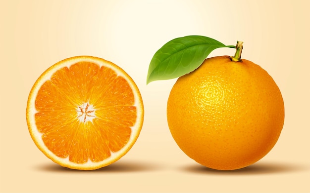Hình ảnh vector minh họa 3d trái cây họ cam quýt