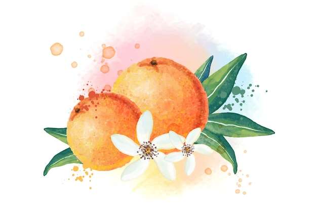 Hình ảnh vector Nền trái cây màu nước với cam