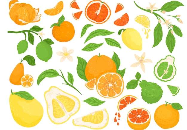 Hình ảnh vector Trái cây có múi, chanh, cam, bưởi và chanh minh họa trên nền trắng với lá xanh. cam quýt nhiệt đới trái cây tươi tốt cho sức khỏe với một nửa và thái lát cho chế độ ăn kiêng và vitamin.