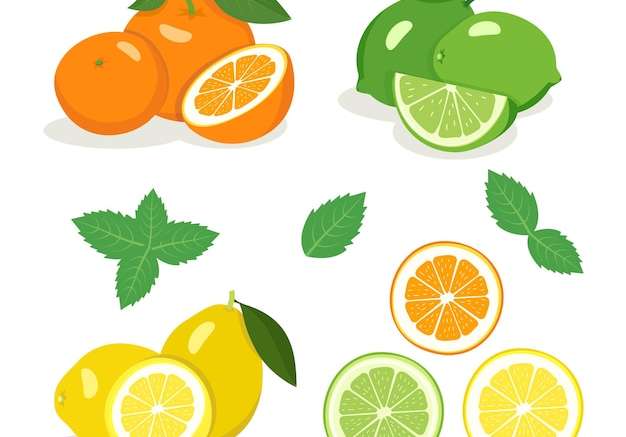 Hình ảnh vector trái cây có múi đặt. chanh vàng tươi, chanh xanh và cam cam cắt đôi và hình nêm, lá bạc hà. bữa ăn nhẹ lành mạnh ngon miệng. biểu tượng thực phẩm mùa hè và mùa xuân. minh họa véc tơ