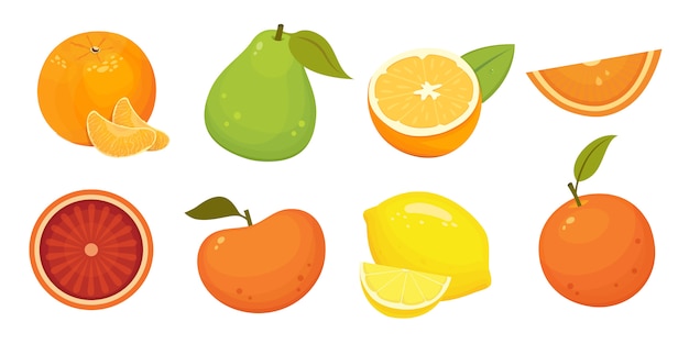 Hình ảnh vector Trái cây có múi tươi minh họa cô lập với quýt, bưởi, cam, bưởi. khái niệm vitamin c