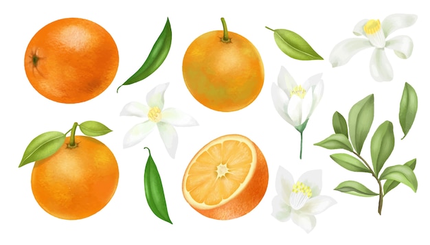 Hình ảnh vector Vẽ tay cành cây cam, lá và hoa cam clipart, bị cô lập trên nền trắng