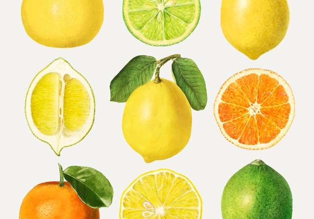 Hình ảnh vector Vẽ tay hỗn hợp trái cây có múi