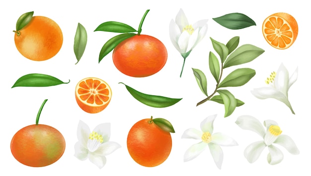 Hình ảnh vector Vẽ tay quả quýt, cành cây, lá và hoa quýt, bị cô lập trên nền trắng