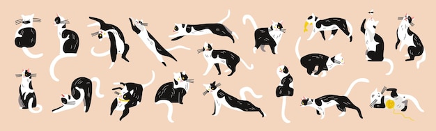 Hình vector Bộ nhân vật mèo với những hình ảnh biệt lập của thú cưng mèo con màu đen và trắng tương tự trong các tư thế khác nhau minh họa vector