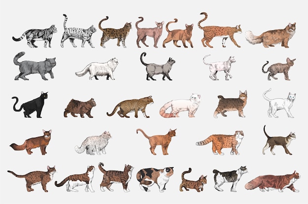 Hình vector Phong cách vẽ minh họa của bộ sưu tập giống mèo
