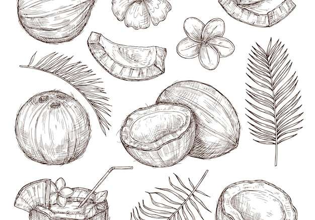 Hình ảnh vector Bản phác thảo dừa. vẽ thiên nhiên, vẽ tay một nửa hạt kỳ lạ. coco nguyên chất ngon bị cô lập vector chính xác lá cọ nhiệt đới bãi biển cocktail. minh họa vẽ dừa, thức ăn từ dừa