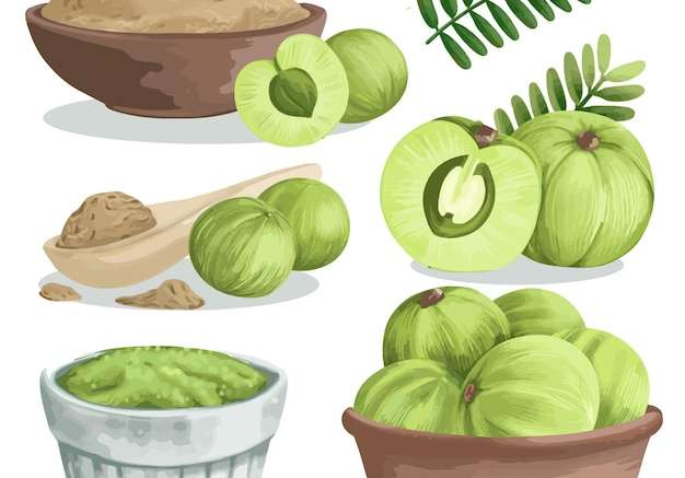 Hình ảnh vector Bộ các yếu tố trái cây amla chi tiết
