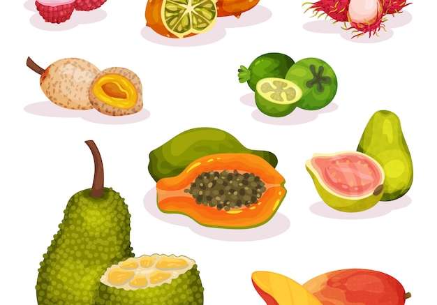 Hình ảnh vector Bộ chi tiết của các loại trái cây kỳ lạ khác nhau. dinh dưỡng chay. thực phẩm hữu cơ và ngon. ăn uống lành mạnh