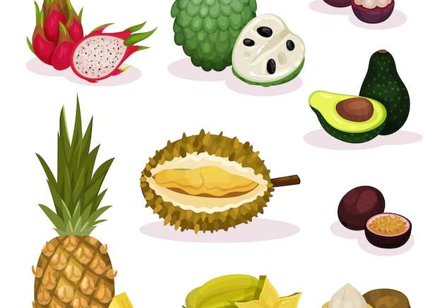 Hình ảnh vector Bộ chi tiết của các loại trái cây kỳ lạ khác nhau. sản phẩm tự nhiên. thực phẩm hữu cơ và ngon. dinh dưỡng chay