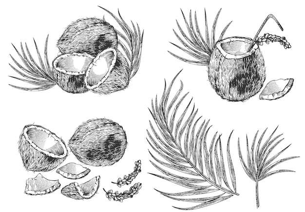 Hình ảnh vector Bộ minh họa chạm khắc của dừa, lá cọ và cocktail