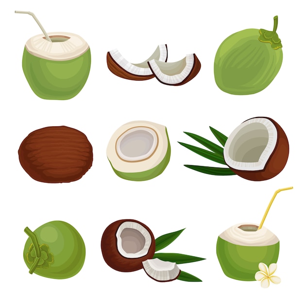 Hình ảnh vector bộ phẳng của dừa tươi. cocktail kỳ lạ. thực phẩm tự nhiên và lành mạnh. trái cây nhiệt đới. các yếu tố cho bao bì sản phẩm hoặc áp phích