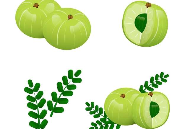 Hình ảnh vector Bộ sưu tập các yếu tố trái cây amla chi tiết