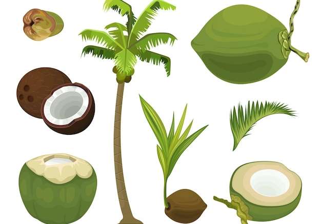 Hình ảnh vector Bộ vector trái cây nhiệt đới dừa