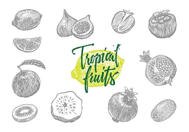 Hình ảnh vector Các loại trái cây nhiệt đới khác nhau được khắc màu xám cô lập theo phong cách vẽ