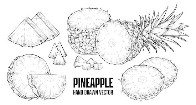 Hình ảnh vector Cây nhiệt đới dứa vẽ tay phác thảo minh họa thực vật vector