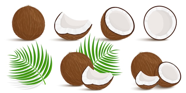 Hình ảnh vector Đặt toàn bộ, một nửa, cắt miếng trái dừa và lá cọ kỳ lạ bị cô lập trên nền trắng. trái cây mùa hè cho một lối sống lành mạnh. trái cây hữu cơ. phong cách hoạt hình. minh họa véc tơ