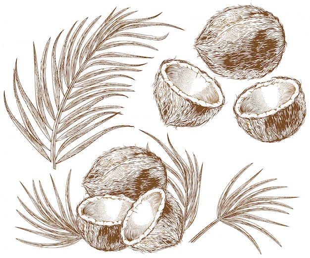 Hình ảnh vector Hình minh họa dừa và lá cọ