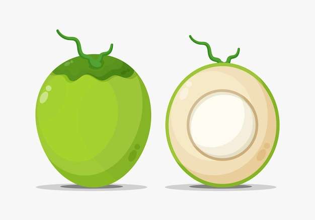 Hình ảnh vector minh họa trái dừa xanh