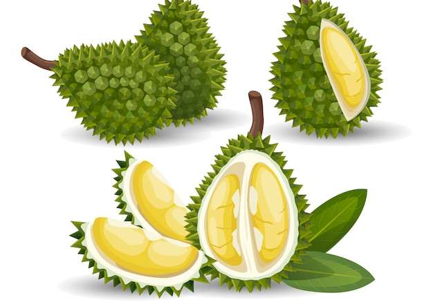 Hình ảnh vector Sầu riêng là loại trái cây rất ngon