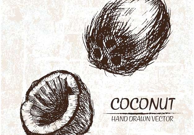 Hình ảnh vector thiết kế dừa vẽ tay