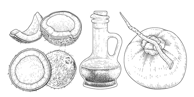 Hình ảnh vector Thịt nửa vỏ nguyên con và dầu dừa vẽ tay minh họa cổ điển vector