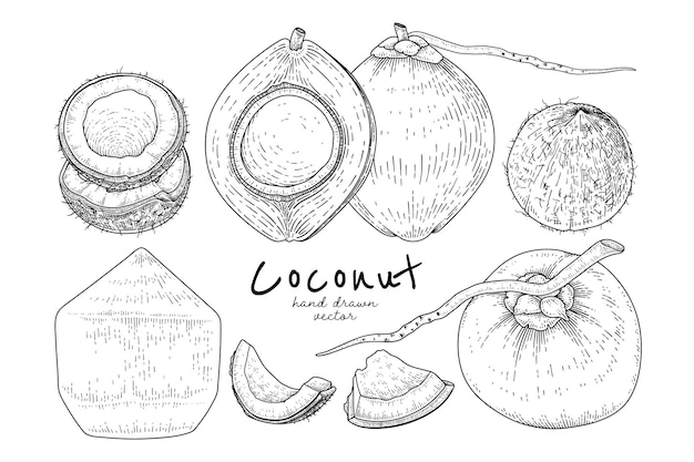 Hình ảnh vector Toàn bộ nửa vỏ và thịt dừa vẽ tay phác thảo phong cách cổ điển