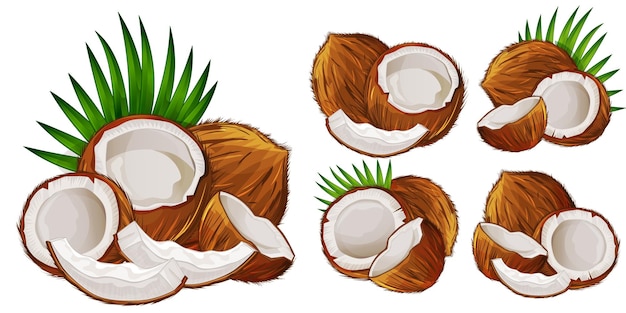 Hình ảnh vector Toàn bộ và một nửa quả dừa với bộ lá bị cô lập trên nền trắng