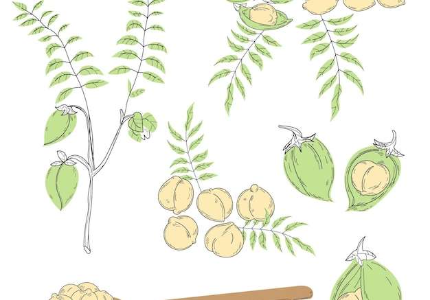 Hình ảnh vector Vẽ đậu chickpea và cây