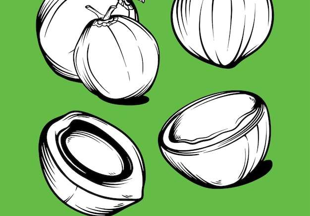 Hình ảnh vector Vẽ tay biểu tượng trái cây dừa