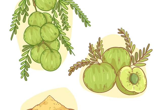 Hình ảnh vector Vẽ tay các yếu tố trái cây amla