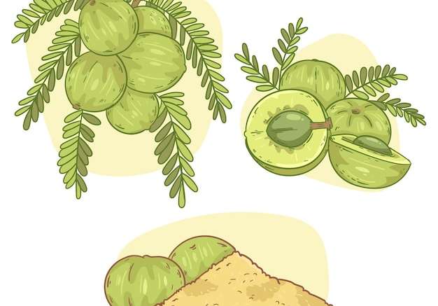 Hình ảnh vector Vẽ tay các yếu tố trái cây amla