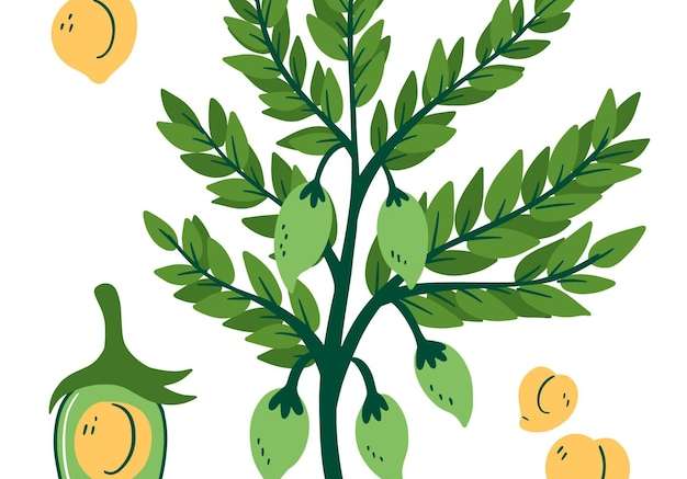 Hình ảnh vector Vẽ tay đậu chickpea bổ dưỡng và minh họa thực vật