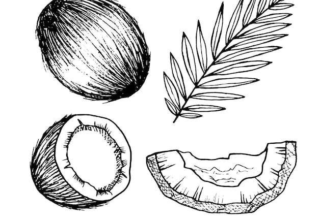 Hình ảnh vector Vẽ tay lá hạt dừa đen trắng