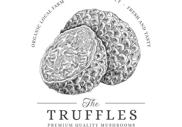 Hình ảnh vector Vẽ tay nấm truffle minh họa