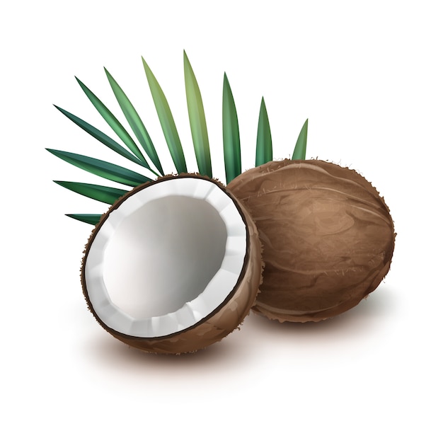 Hình ảnh vector Vector nâu toàn bộ và nửa quả dừa với lá cọ xanh bị cô lập trên nền trắng